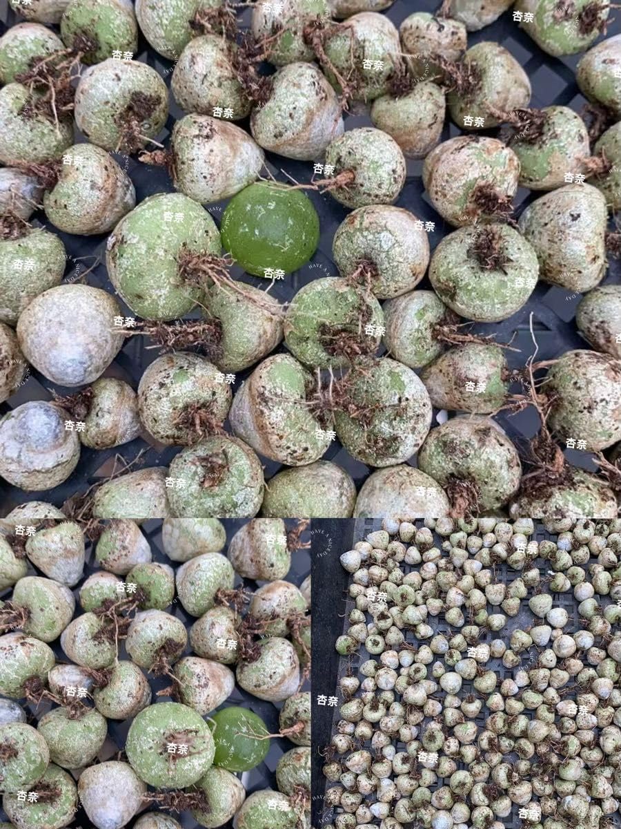 イングランド代表 ナイキ ヴェイパーニット ドリルトップ Mサイズ